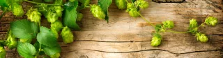 Tireuses à bière