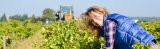 Vignerons partenaires